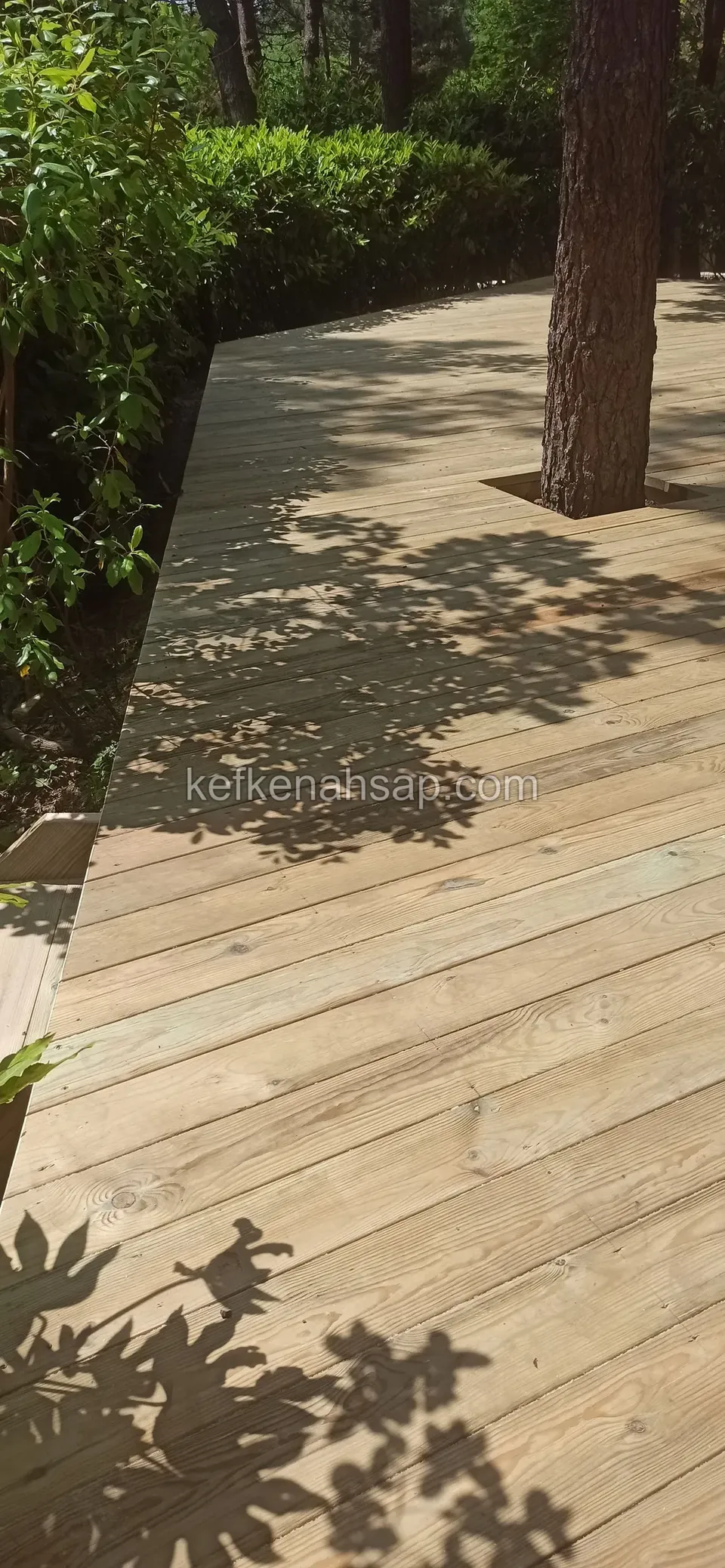 Çam gövdesinin çevresinde kare boşluk bırakılmış, yaprak gölgeleriyle kaplı açık renkli deck yolu