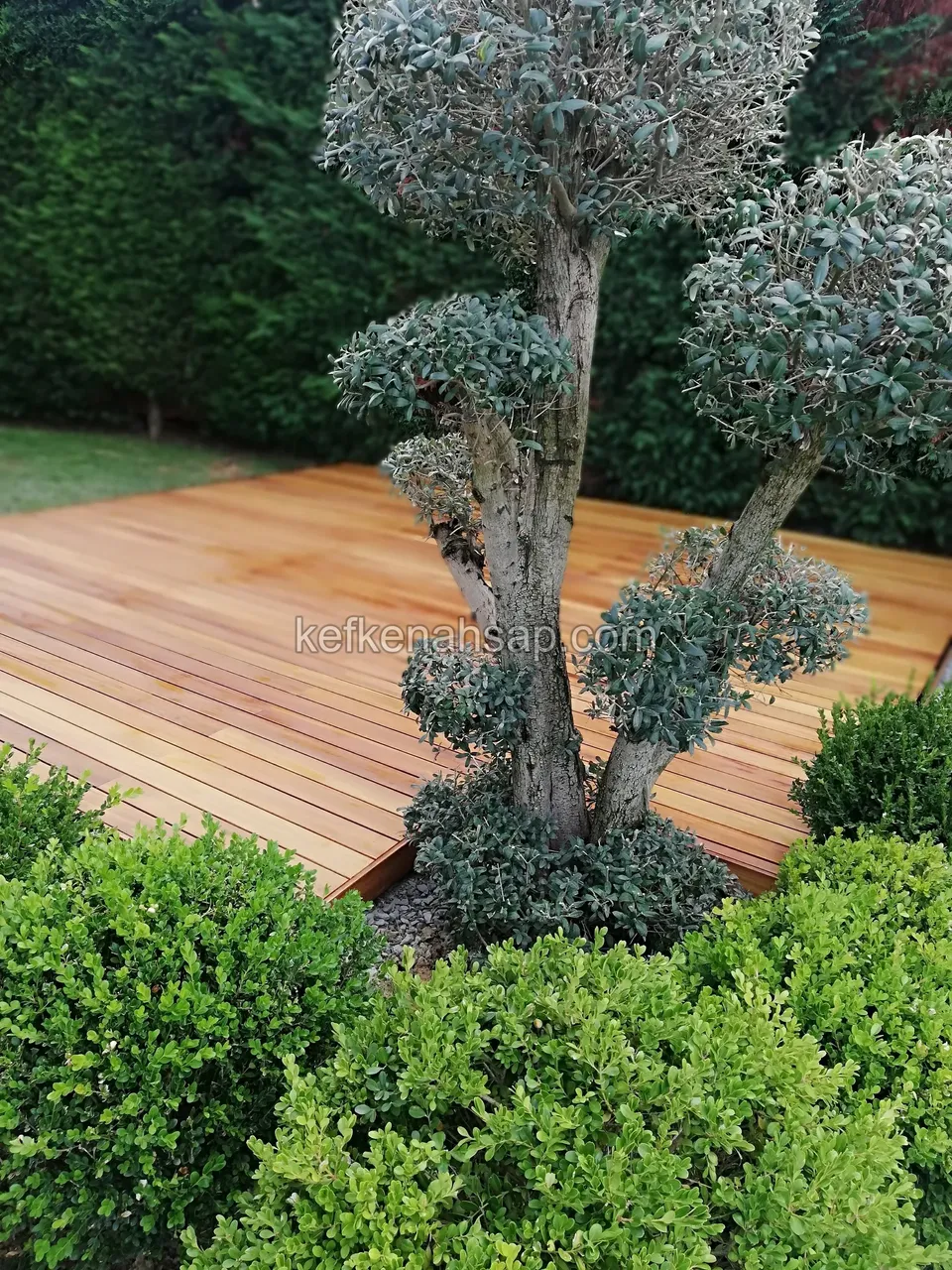 Timber flooring around a cloud-pruned tree with green shrubs beside it