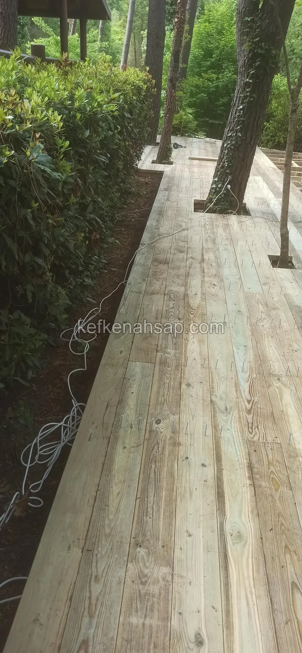 Sık çalı sırasının kenarında, çam gövdelerinin arasından uzanan açık renkli emprenyeli çam deck yolu