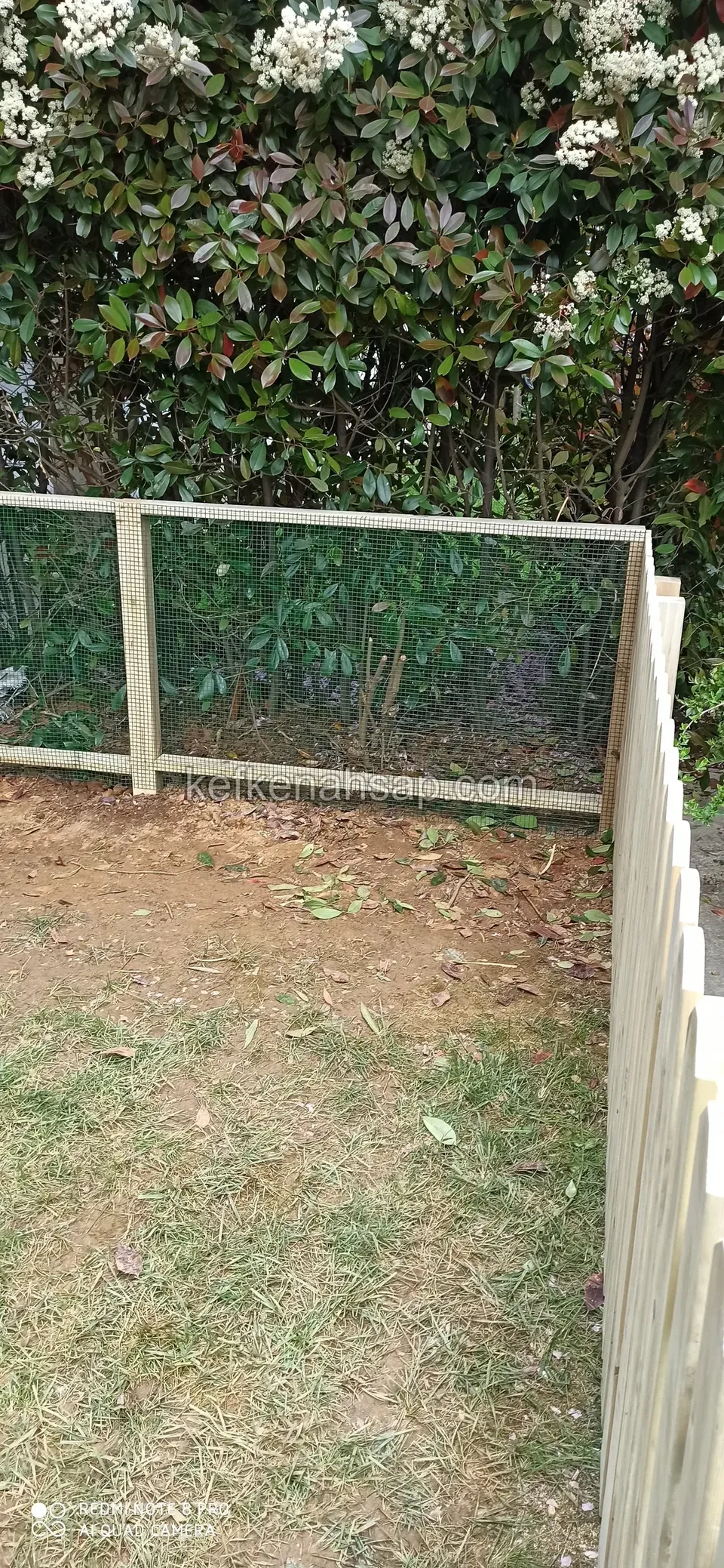 Green wire-mesh timber fence panel at the edge of a soil area in front of flowering shrubs, a pointed-slat fence at right
