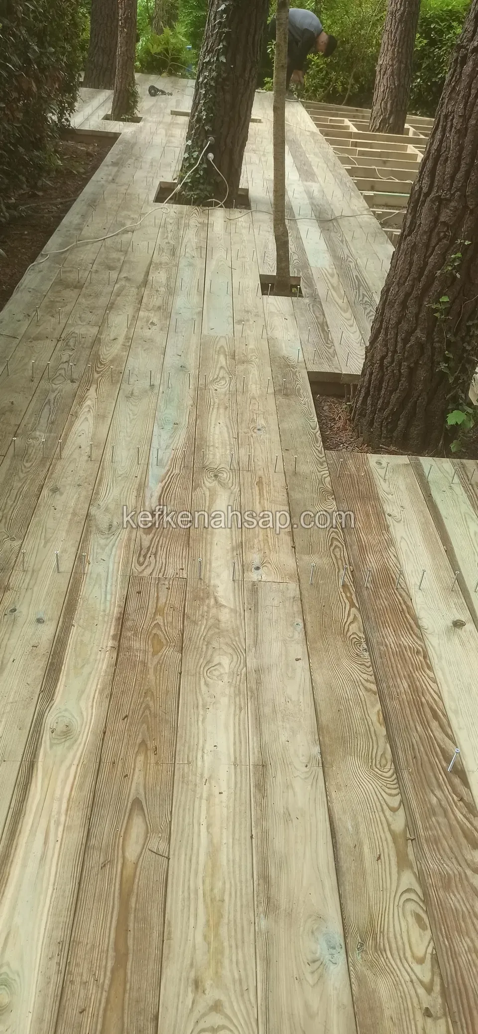 Ağaç gövdelerinin arasından kıvrılarak geçen, işlenmemiş açık yeşilimsi emprenyeli çam deck yolu; yanda bahçe lambası