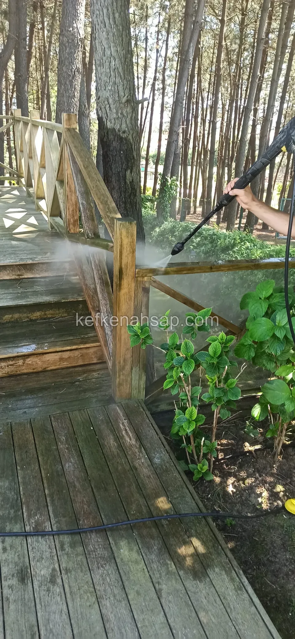 Çam ağaçları arasındaki grileşmiş ahşap yürüyüş yolu ve korkuluğu yıkayan basınçlı su hortumu, yanında yeşil bitkiler