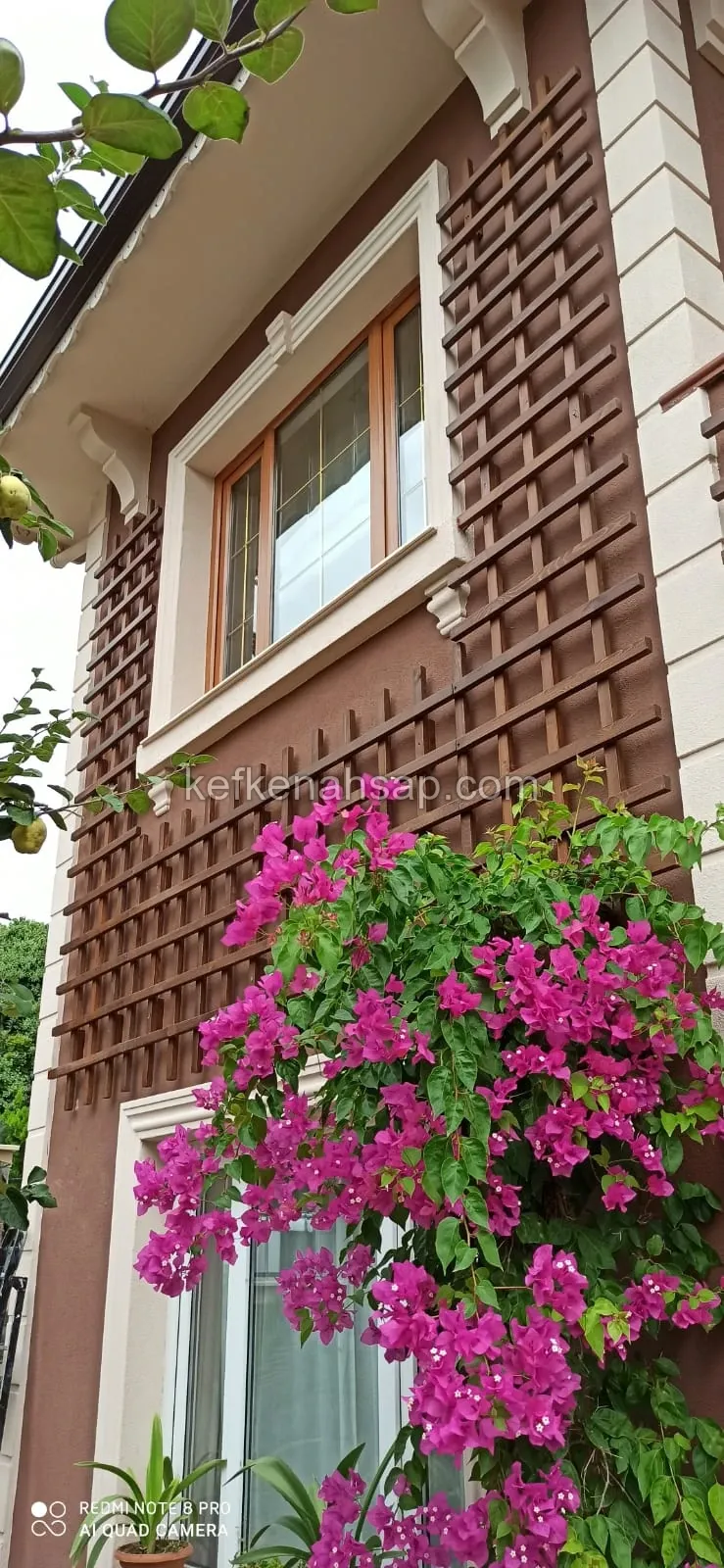 Kahverengi boyalı villa cephesinde ahşap çıta kafes, pencerenin yanında tırmanan pembe begonvil çiçekleri