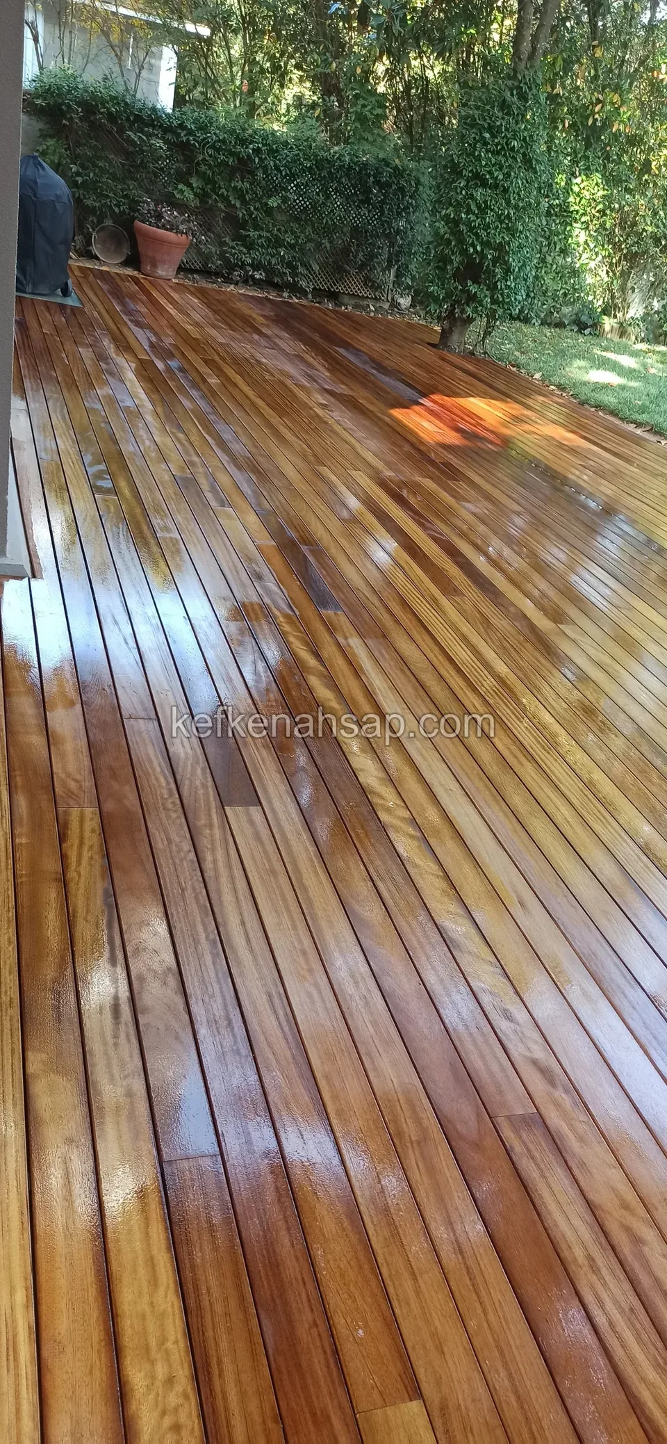 Varnished deck boards with bright reflections, with shrubs and a hedge behind