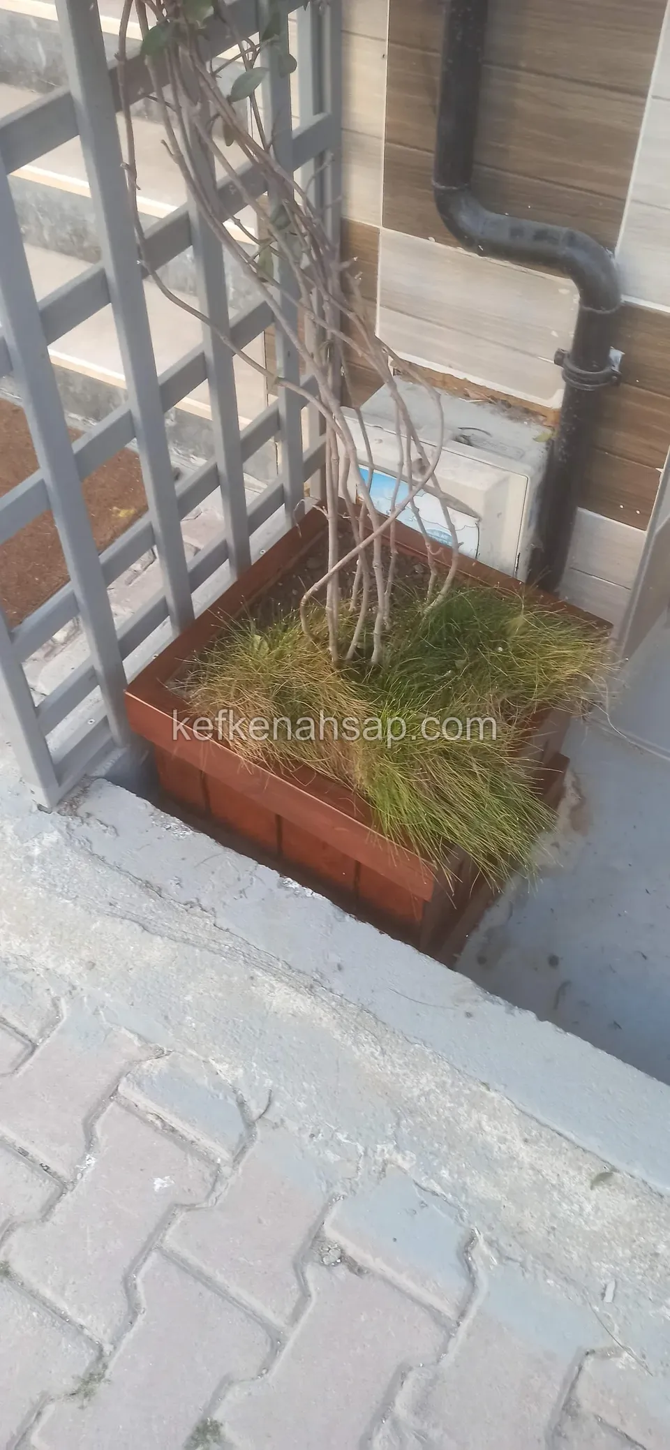 Grasses growing in a narrow timber planter, with a grey metal trellis and a downpipe beside it