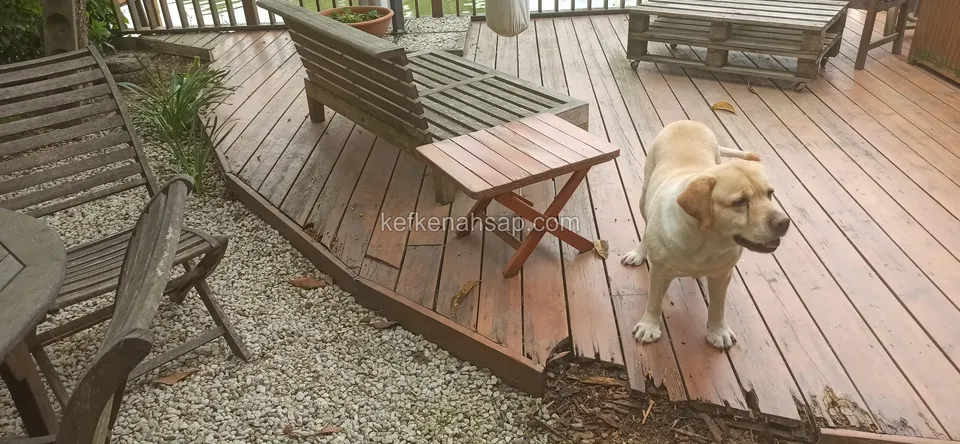 Kahverengi deck üzerinde ahşap bank, sandalyeler ve küçük sehpa; ön kenarda köpek ve yıpranmış deck kenarı