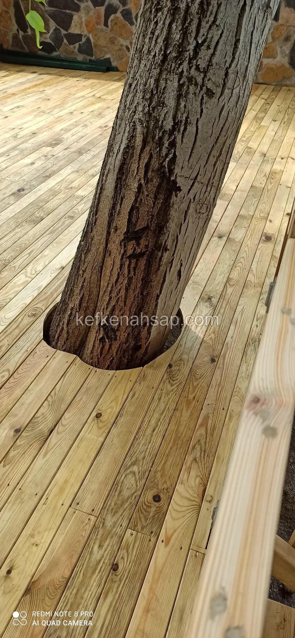 Pale deck boards laid with a round opening left around a tree trunk