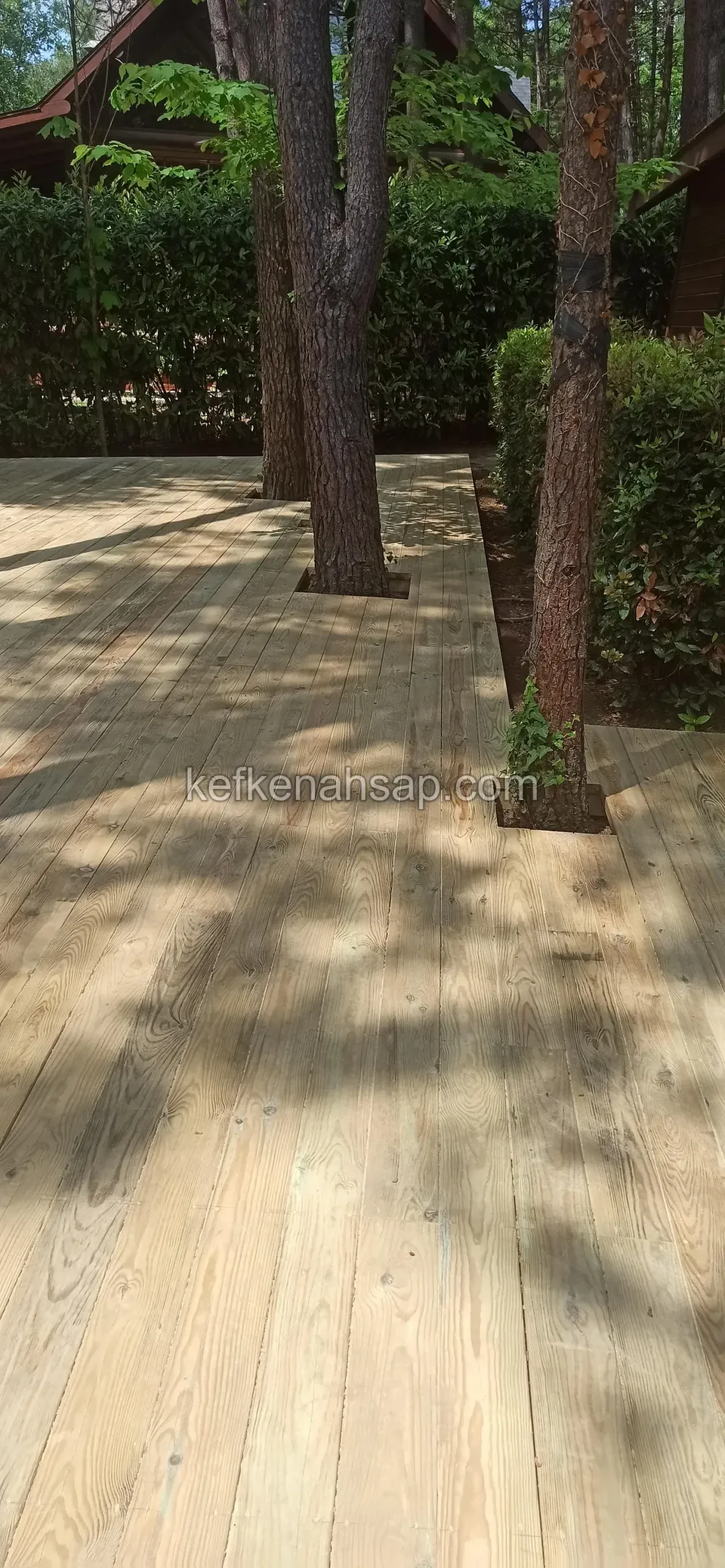 Pale timber deck passing around two tree trunks beside a hedge