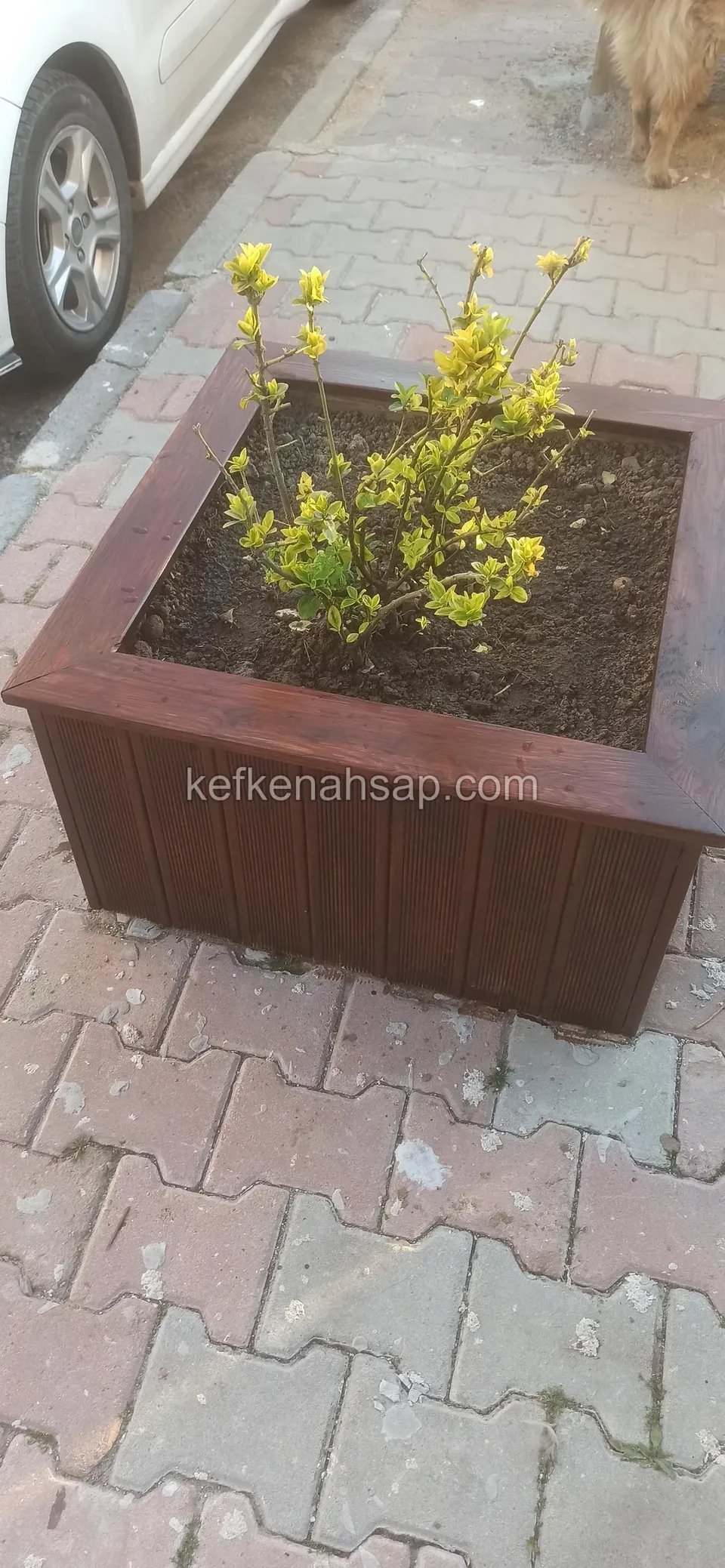 Square dark-varnished timber planter with a yellow-leaved shrub standing on interlocking paving