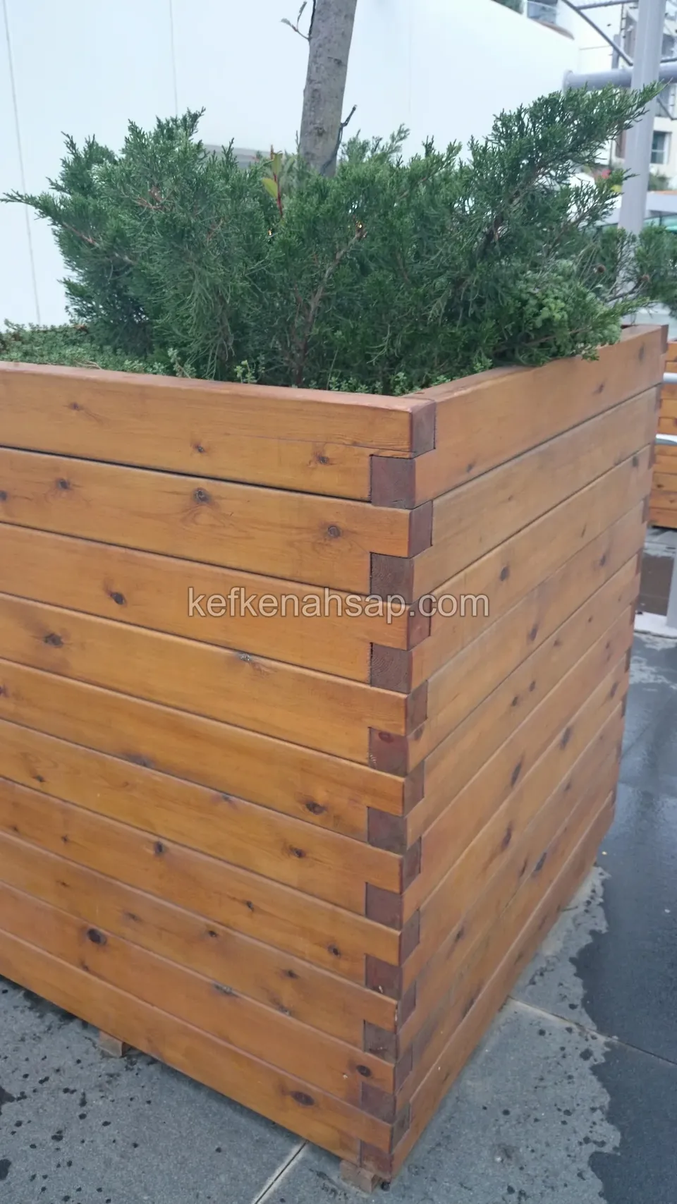 Köşeleri geçmeli yatay tahtalı büyük ahşap çiçeklik; içinde ardıç bitkisi yetişiyor