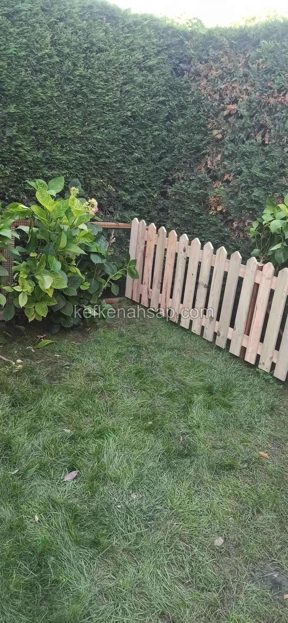 A light pointed-slat fence section standing on the lawn in front of a dark cypress hedge, running on a slant